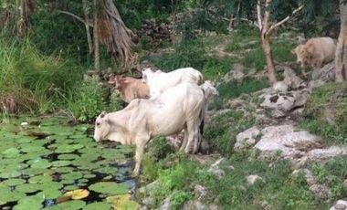 Rancho en Venta, superficie de 30 ha, Cenote abierto, zona de Buctzotz