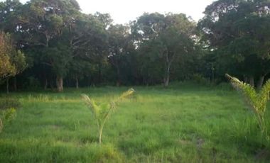 TERRENO / PENONOME / VIA A LA PINTADA / 2,000M / TOTALMENTE PLANO JC