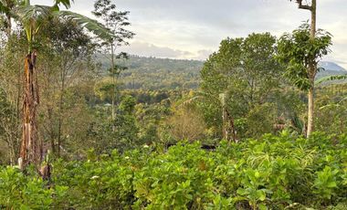 Dijual Lahan View sangat indah Gunung Laut lembah udara sejuk munduk