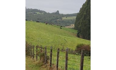 SE VENDE HERMOSO CAMPO 60 HECTAREAS SECTOR LOS MUERMOS, PTO. MONTT