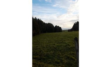 SE VENDE HERMOSO CAMPO 60 HECTAREAS SECTOR LOS MUERMOS, PTO. MONTT
