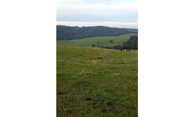 SE VENDE HERMOSO CAMPO 60 HECTAREAS SECTOR LOS MUERMOS, PTO. MONTT