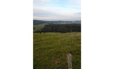SE VENDE HERMOSO CAMPO 60 HECTAREAS SECTOR LOS MUERMOS, PTO. MONTT