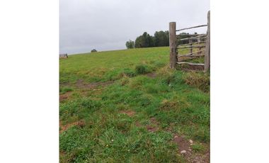 SE VENDE HERMOSO CAMPO 60 HECTAREAS SECTOR LOS MUERMOS, PTO. MONTT