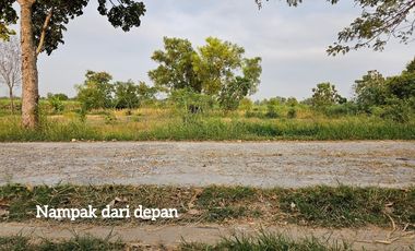 Tanah pinggir jalan cocok di buat kandang sapi, kambing, ayam