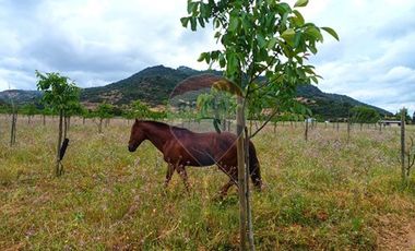 Terreno en Colchagua