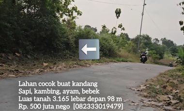 Tanah pinggir jalan cor cocok buat kandang sapi, kambing, ayam, bebek