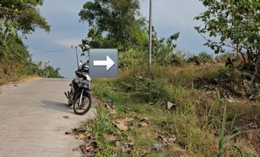 Tanah pinggir jalan cor cocok buat kandang sapi, kambing, ayam, bebek