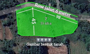 Tanah pinggir jalan cor cocok buat kandang sapi, kambing, ayam, bebek
