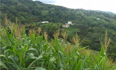 finca nocaima