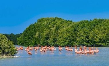 Terrenos de 6 HA en Venta en Hacienda Tamchen