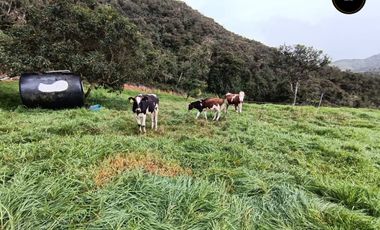 Quinta Hacienda de venta en Tarqui - Chilcatotora – código:21892