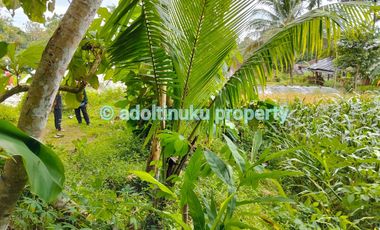 Tanah tepi jalan provinsi tidak jauh dari candi borobudur magelang