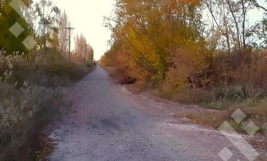 En Venta | Chacra en Allen | 6Has con Acceso a Ruta 65