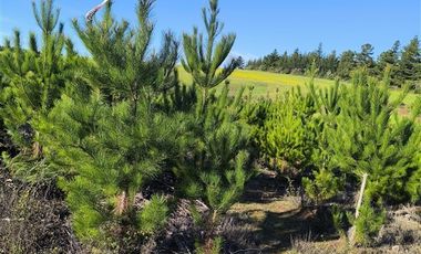 Parcela en Venta en I-180