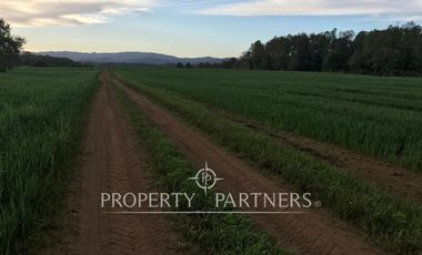 Se vende campo productivo a minutos de Loncoche