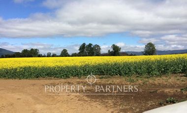 Se vende campo productivo a minutos de Loncoche