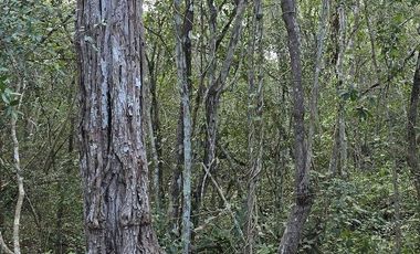 ¡Excelente Rancho en venta! Chemax, Yucatán.
