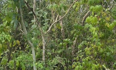 ¡Excelente Rancho en venta! Chemax, Yucatán.