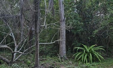 ¡Excelente Rancho en venta! Chemax, Yucatán.