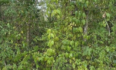 ¡Excelente Rancho en venta! Chemax, Yucatán.