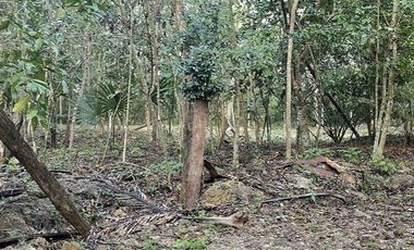 ¡Excelente Rancho en venta! Chemax, Yucatán.