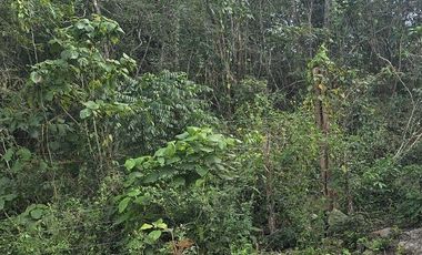 ¡Excelente Rancho en venta! Chemax, Yucatán.