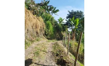 Lote con cultivo para la venta en el sector de combia, Pereira!!!
