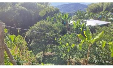 Lote con cultivo para la venta en el sector de combia, Pereira!!!