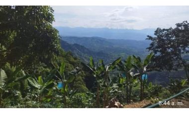 Lote con cultivo para la venta en el sector de combia, Pereira!!!