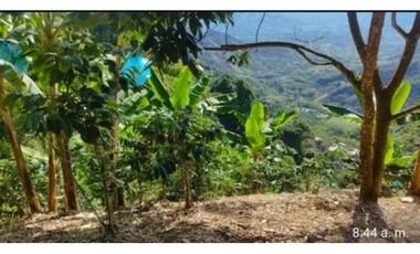 Lote con cultivo para la venta en el sector de combia, Pereira!!!