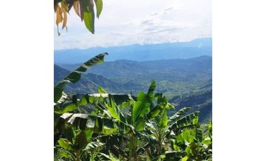 Lote con cultivo para la venta en el sector de combia, Pereira!!!