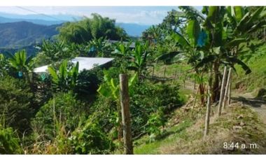 Lote con cultivo para la venta en el sector de combia, Pereira!!!