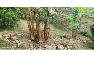 Lote con cultivo para la venta en el sector de combia, Pereira!!!