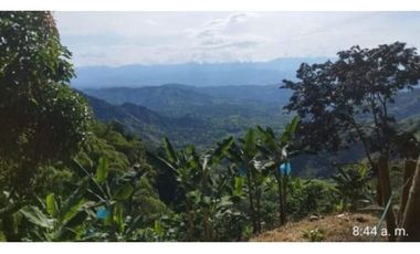 Lote con cultivo para la venta en el sector de combia, Pereira!!!