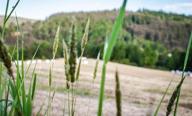 Sitio en Venta en Parcelación Agricola Los Cerezos, Terrenos de 5.000 m2, Paillaco, Valdivia