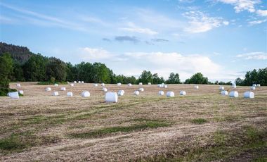 Parcela en Venta en Parcelación Agricola Los Cerezos, Terrenos de 5.000 m2, Paillaco, Valdivia