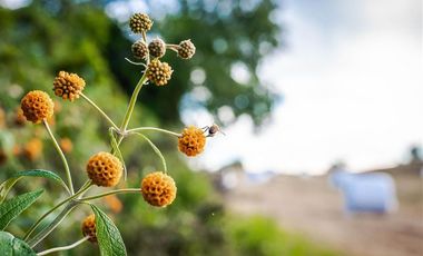 Parcela en Venta en Parcelación Agricola Los Cerezos, Terrenos de 5.000 m2, Paillaco, Valdivia