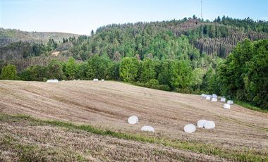 Parcela en Venta en Parcelación Agricola Los Cerezos, Terrenos de 5.000 m2, Paillaco, Valdivia