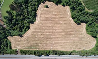 Terreno Construccion  en Venta en Parcelación Agricola Los Cerezos, Terrenos de 5.000 m2, Paillaco, Valdivia