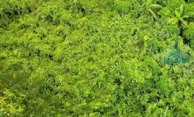 Jual Tanah Murah di Margamulya, Cileles, Lebak, Banten