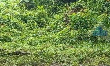 Jual Tanah Murah di Margamulya, Cileles, Lebak, Banten