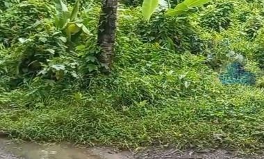 Jual Tanah Murah di Margamulya, Cileles, Lebak, Banten