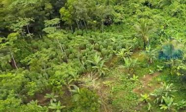 Jual Tanah Murah di Margamulya, Cileles, Lebak, Banten