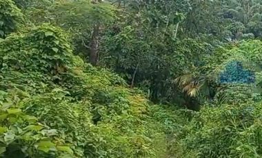 Jual Tanah Murah di Margamulya, Cileles, Lebak, Banten