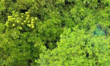 Jual Tanah Murah di Margamulya, Cileles, Lebak, Banten