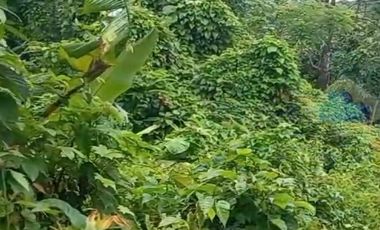 Jual Tanah Murah di Margamulya, Cileles, Lebak, Banten