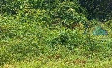 Jual Tanah Murah di Margamulya, Cileles, Lebak, Banten