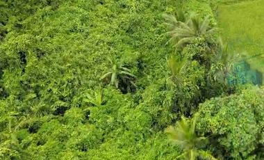 Jual Tanah Murah di Margamulya, Cileles, Lebak, Banten