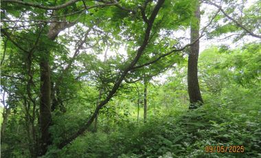 SEA CONFIABLE VENDE TERRENO EN SAN CARLITOS DAVID CHIRIQUI